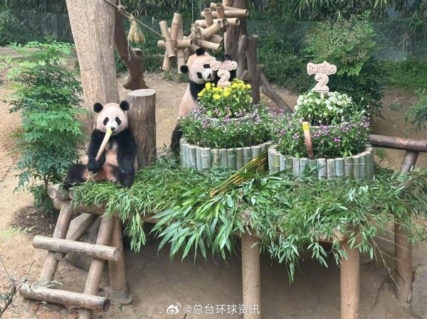 泸深A融通 韩国为大熊猫双胞胎过2岁生日