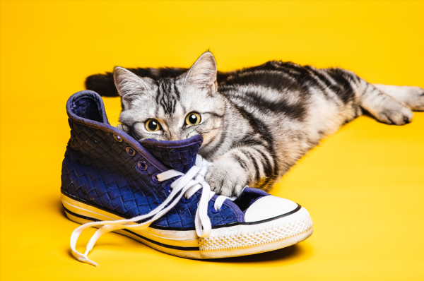 普患配资 好好的“吸猫”，怎么还吸进了医院...